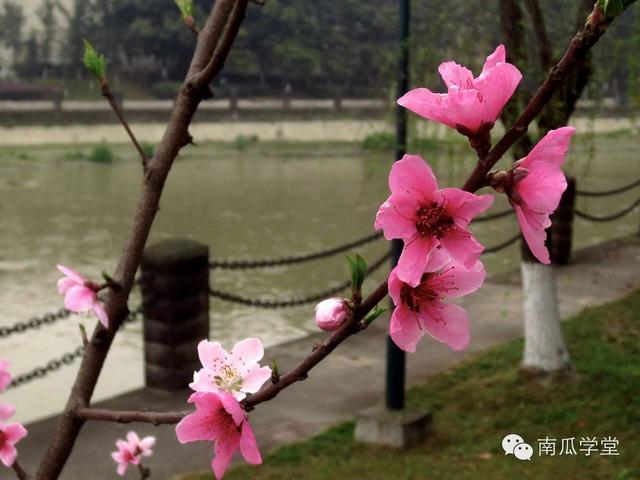春光明媚里，你的母校有怎样的美景？