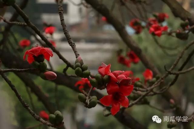 春光明媚里，你的母校有怎样的美景？