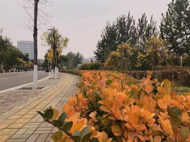 美哭了!太原这8所高校秋日美景,浪漫堪比电影!有你母校吗?