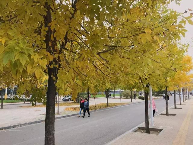 美哭了!太原这8所高校秋日美景,浪漫堪比电影!有你母校吗?