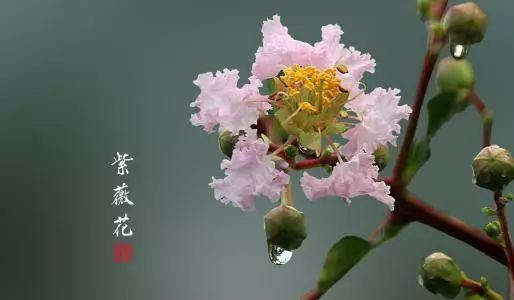 「美景」你的母校紫薇花开了，快回去看看吧