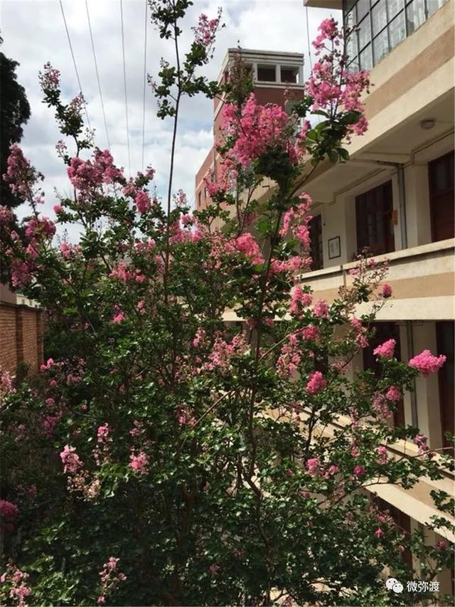 「美景」你的母校紫薇花开了，快回去看看吧