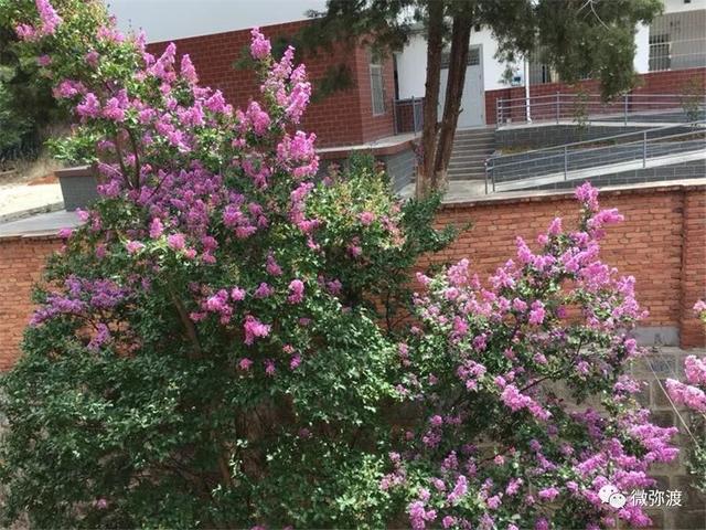 「美景」你的母校紫薇花开了，快回去看看吧