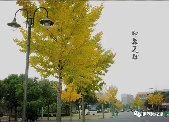 美哭！芜湖六所高校秋日美景大PK，快为你母校打CALL！