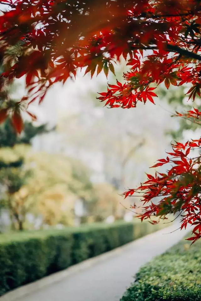 醉美的景色,藏在海淀的校园里,快来找找你的母校?