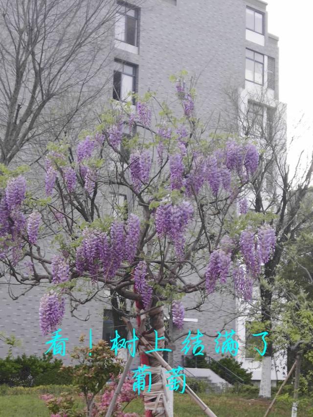暑假过了好长时间了，你开始想回学校了吗？想念校园景色