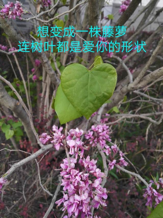 暑假过了好长时间了，你开始想回学校了吗？想念校园景色