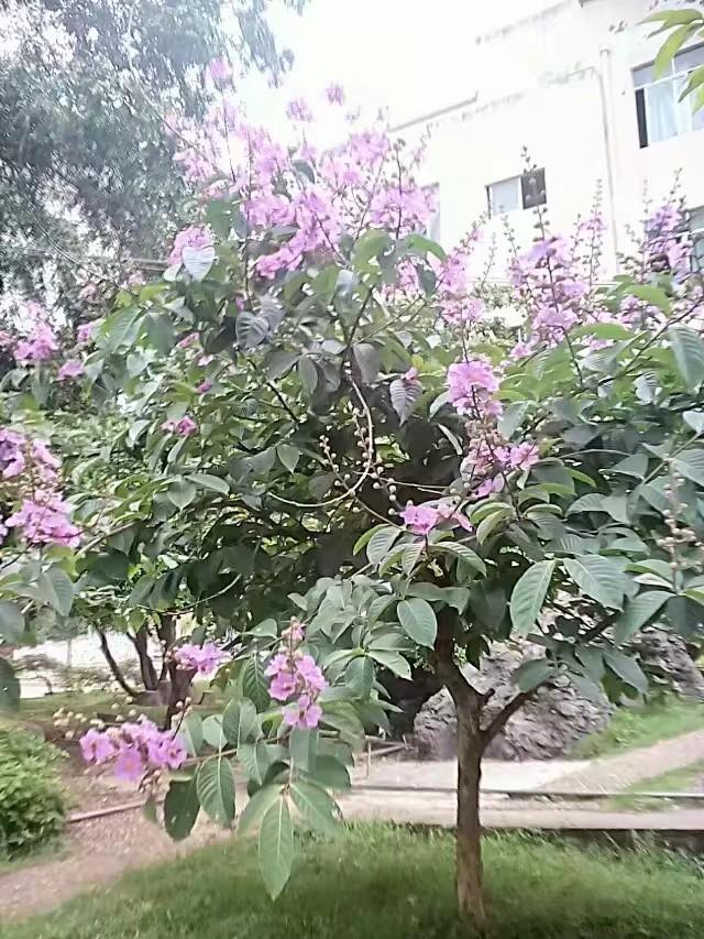 母校新貌，景色优雅！