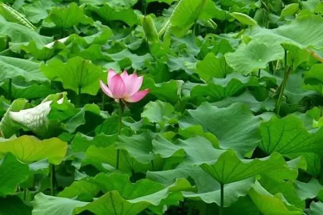 还记得你学校里校园湖的风光吗？盘点湖南十大高校校园湖风景，看看有没有你的母校！